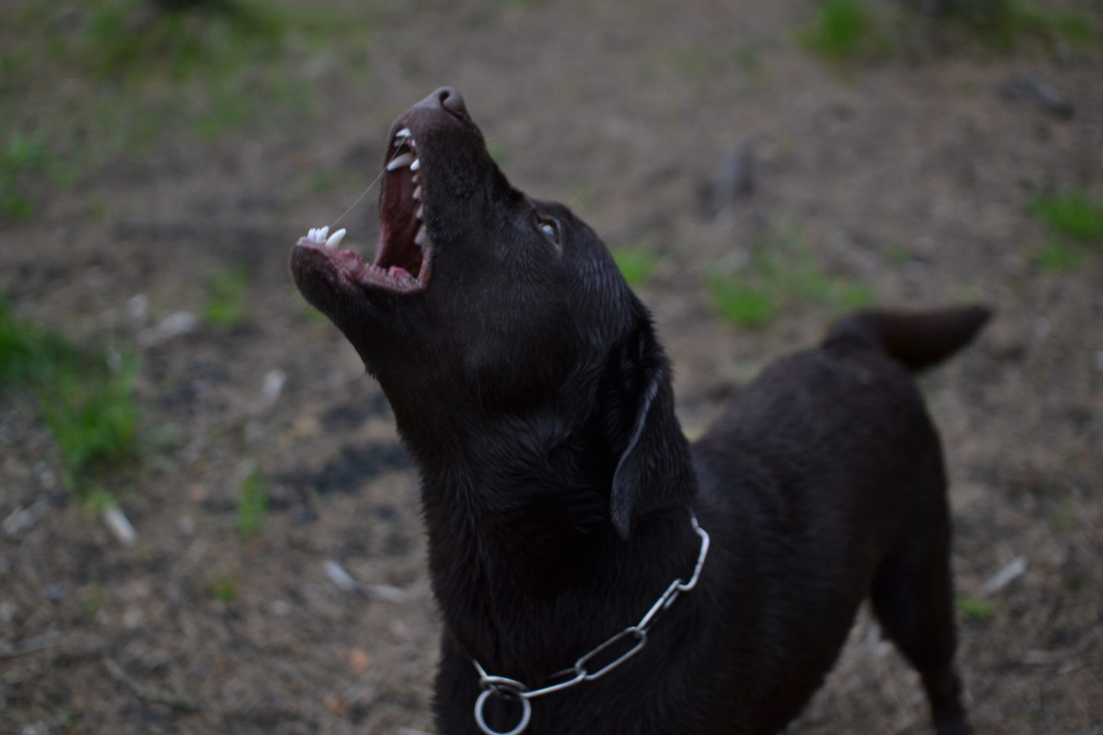 angry-dog-with-white-fangs-barks-and-growls-do-2023-11-27-05-00-35-utc